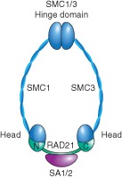 WDEV-190-FIG-0001-c