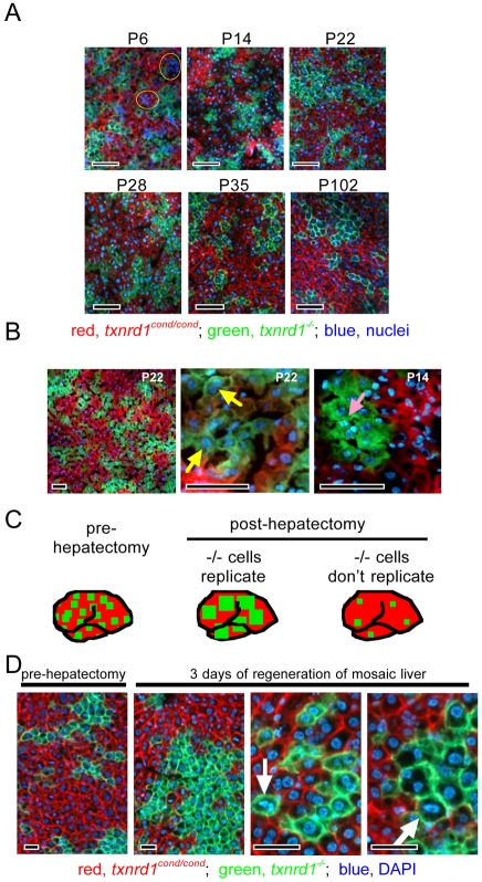 Fig. 6.