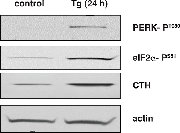 Figure 1—figure supplement 3.