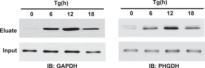 Figure 2—figure supplement 10.