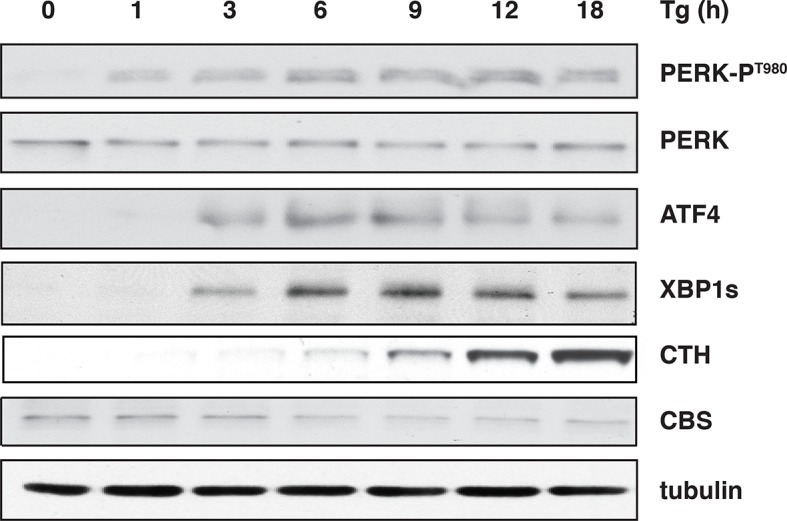 Figure 1—figure supplement 1.