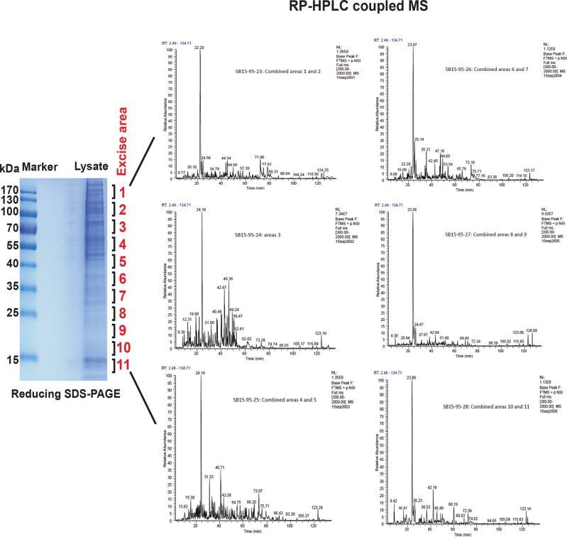 Figure 3—figure supplement 6.