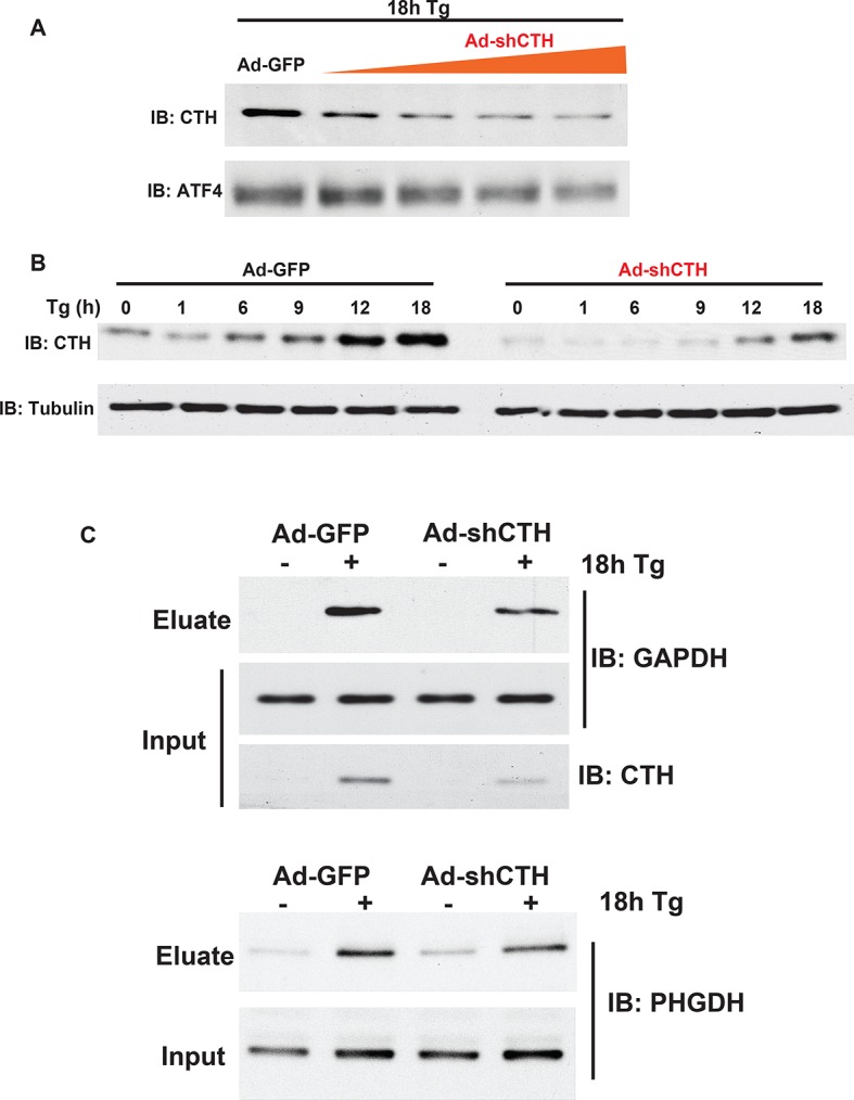 Figure 2—figure supplement 11.