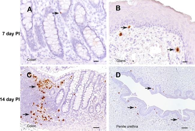 FIG 4