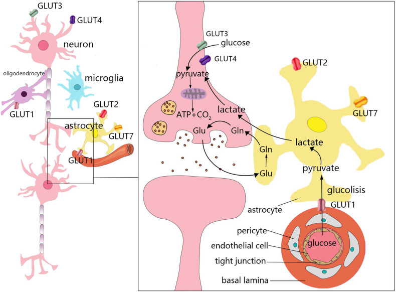 FIGURE 2