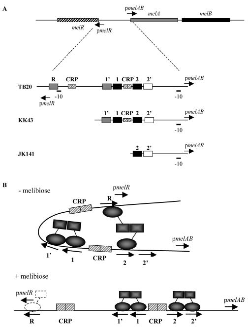 FIG. 1.