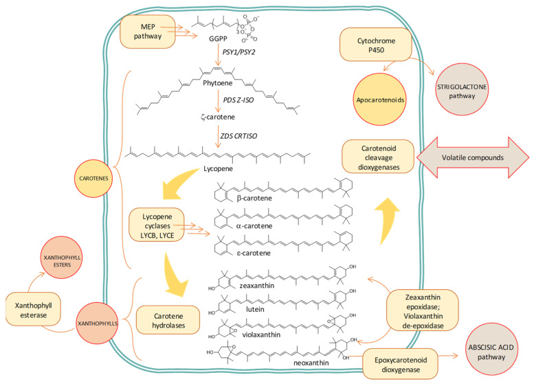 Metabolomics of Chlorophylls and Carotenoids: Analytical Methods and ...