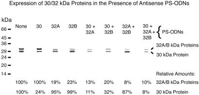 Fig 2.