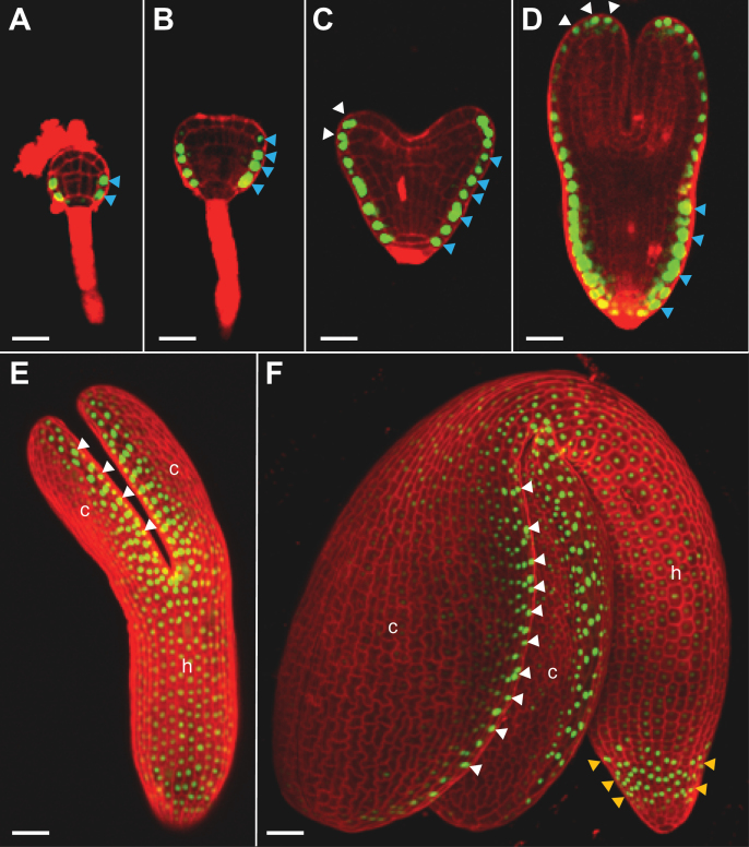 Fig. 3.