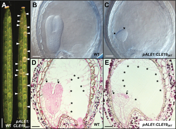 Fig. 8.