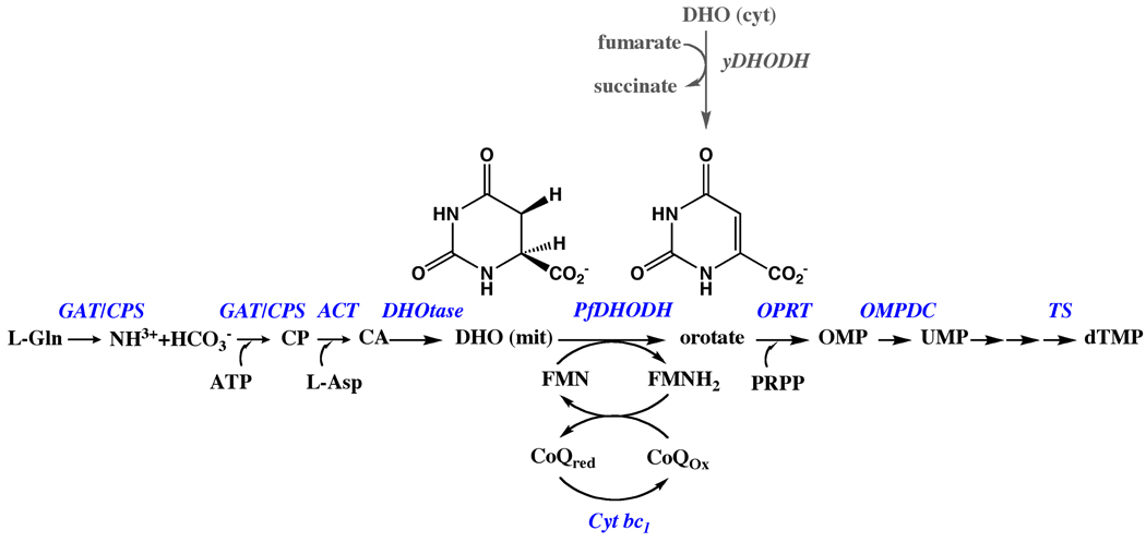 Fig. 1