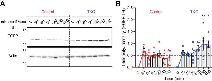 Figure 6—figure supplement 2.