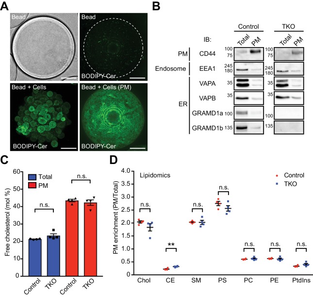 Figure 4—figure supplement 3.