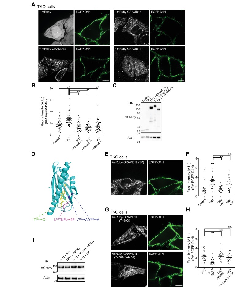 Figure 7—figure supplement 2.