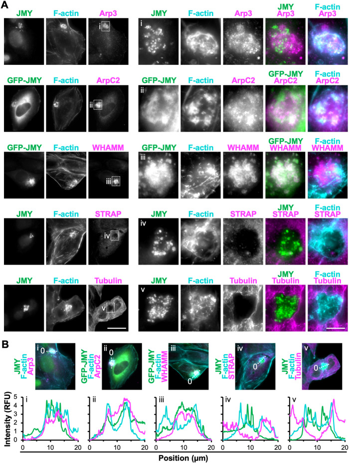 FIGURE 3: