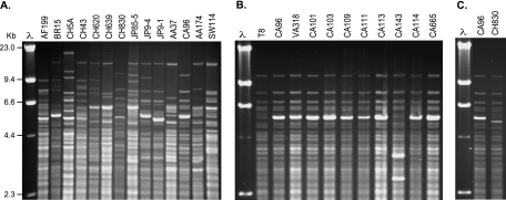 FIG. 1.