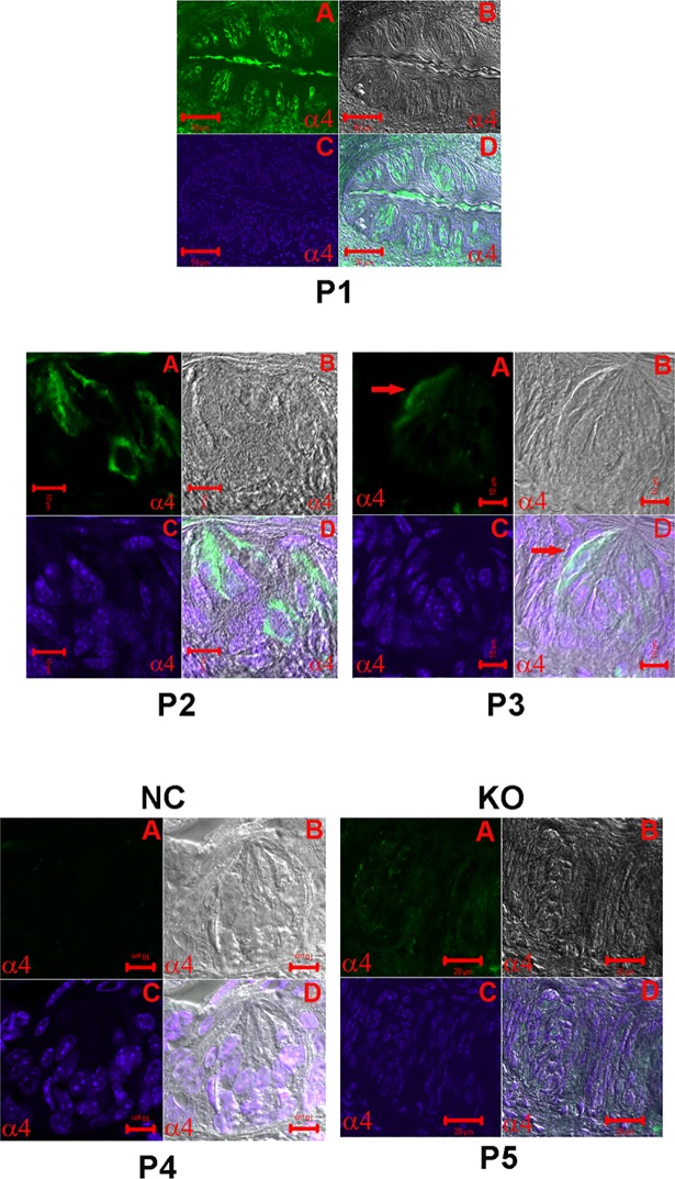 Fig 6