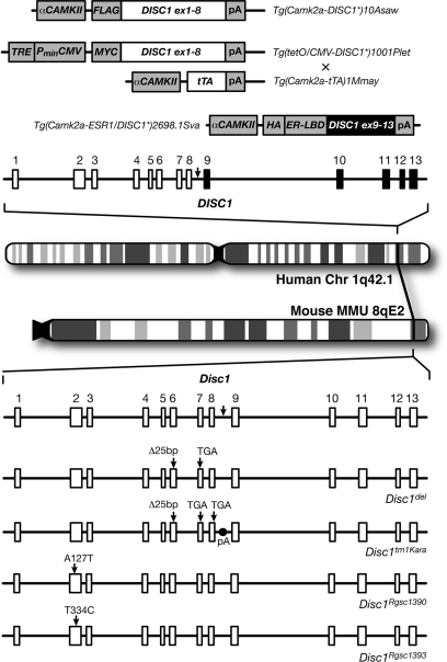 Fig. 1.