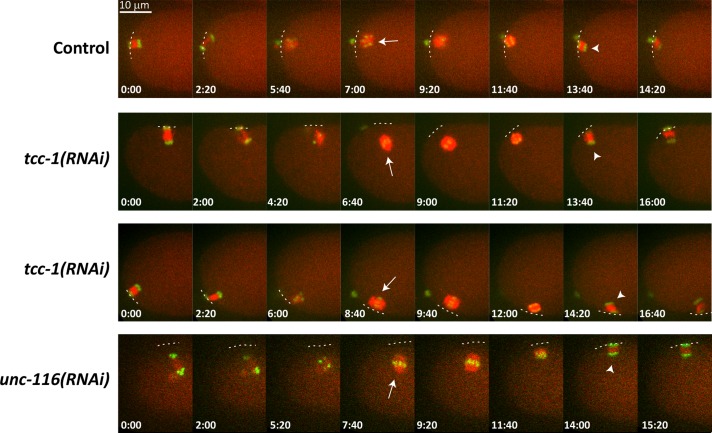 FIGURE 6: