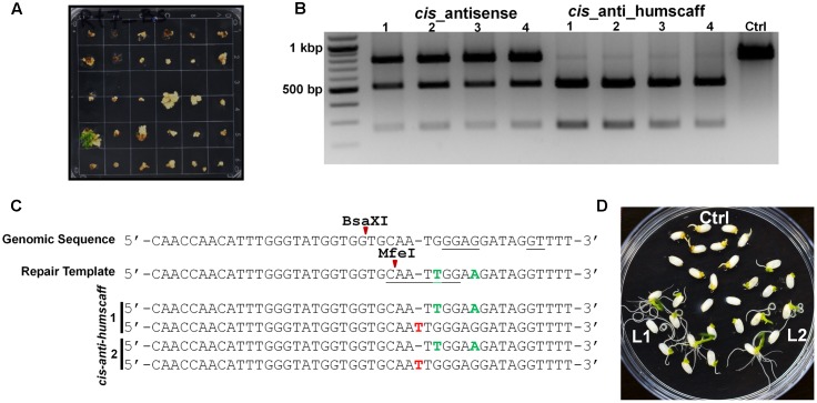 FIGURE 3