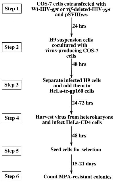 FIG. 1