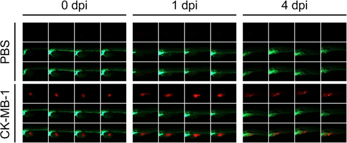 FIGURE 4