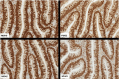 Fig 8