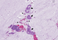 Fig 7