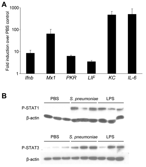 FIG 1 