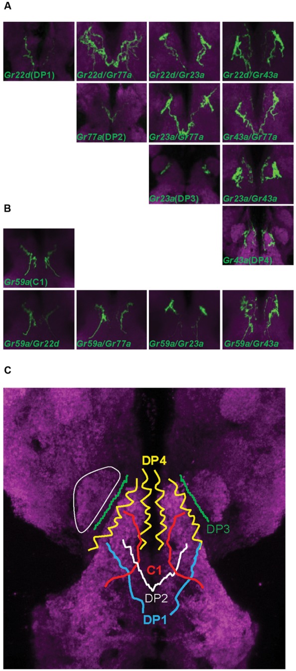 FIGURE 2