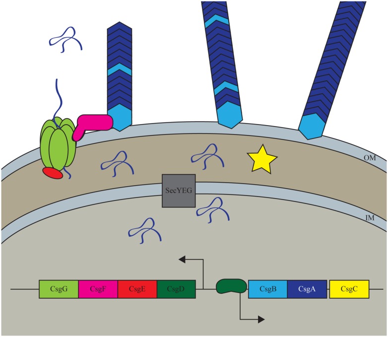 FIGURE 1