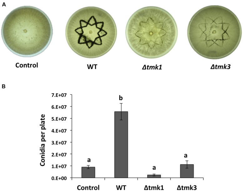 FIGURE 3