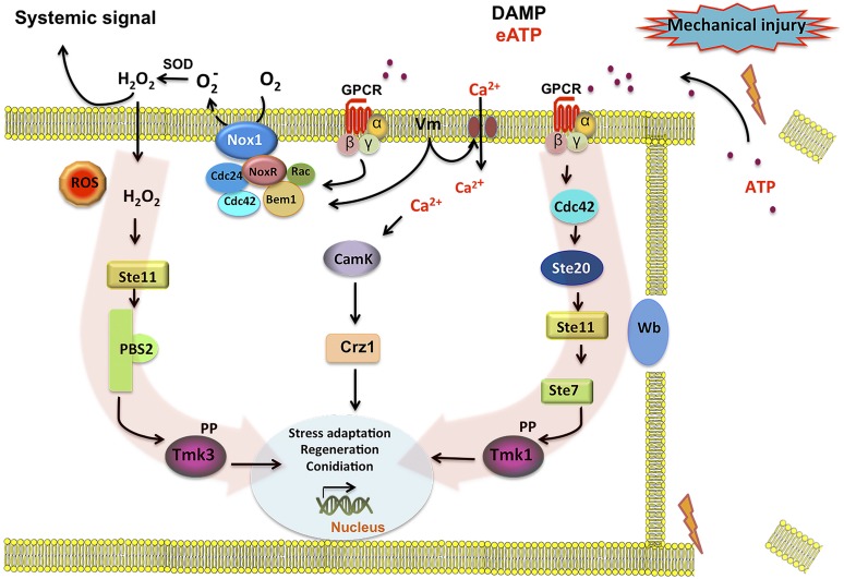 FIGURE 6