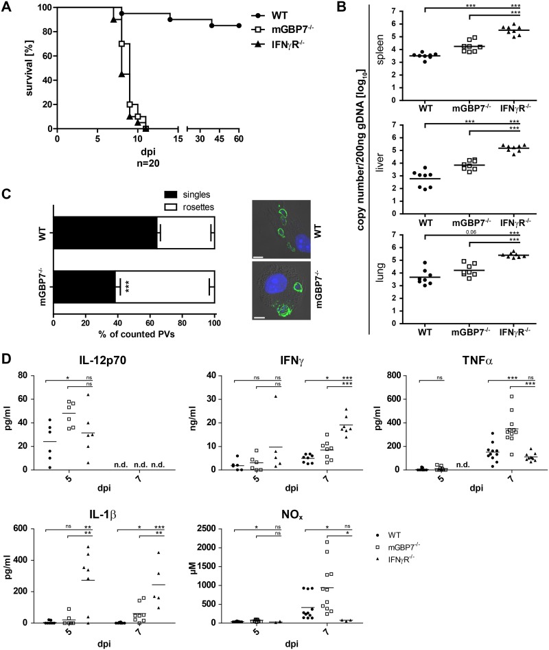 FIG 1