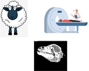 graphic file with name VMS3-11-e70265-g002.jpg