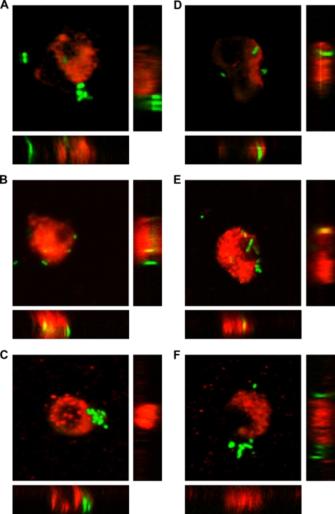 FIG. 2.