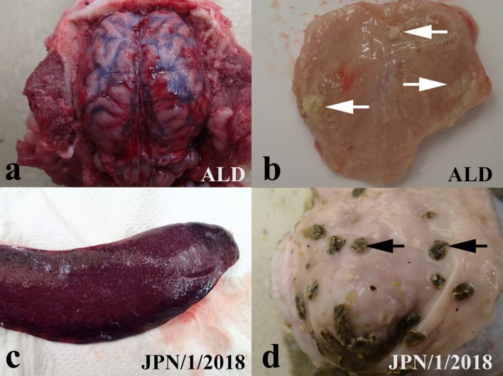 Fig. 4.