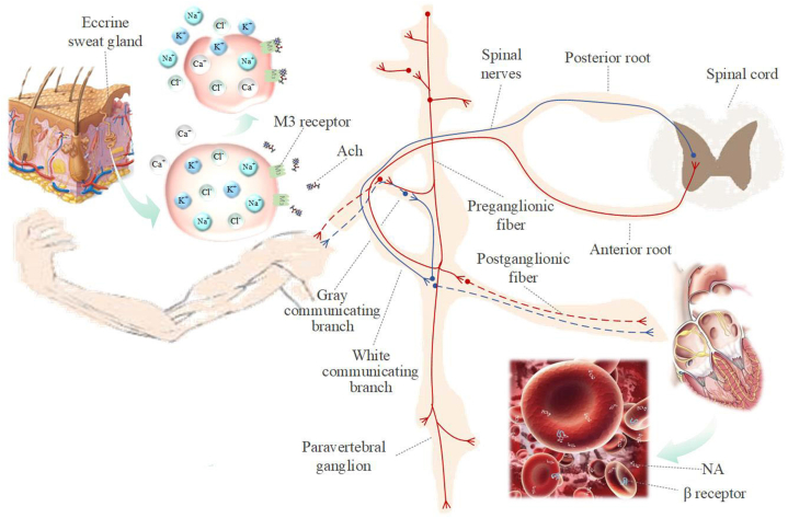 Fig. 20