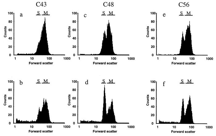 FIG. 2