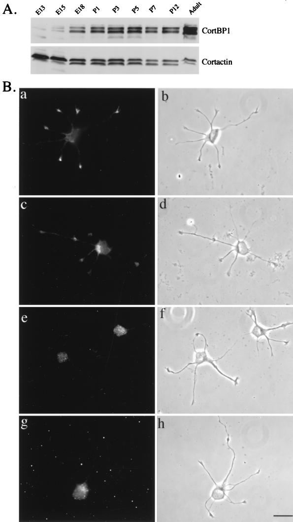 FIG. 8