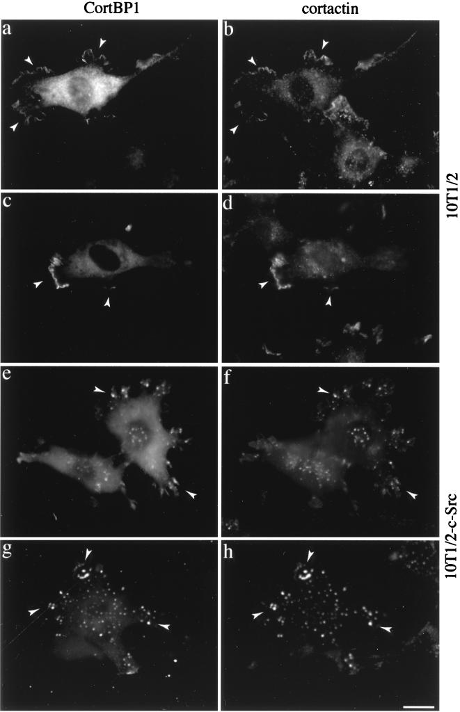 FIG. 7