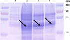 Fig 8