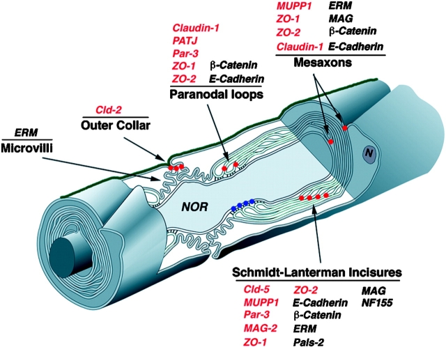 Figure 11.