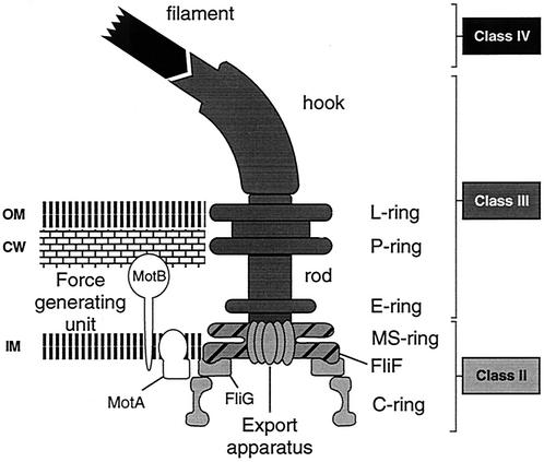 FIG. 1.