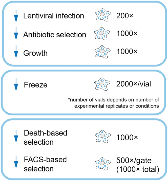 Figure 4
