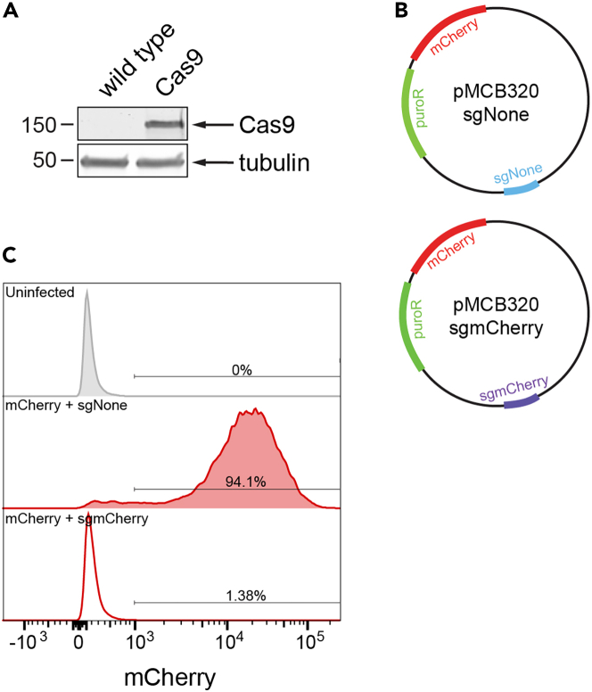 Figure 2