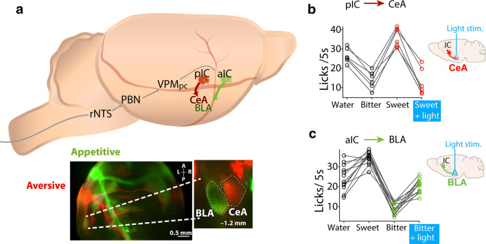 Fig. 7