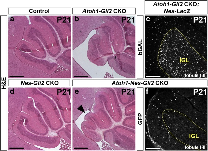 Fig. 8