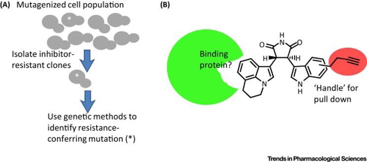 FIGURE 1