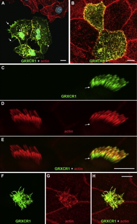 Figure 5